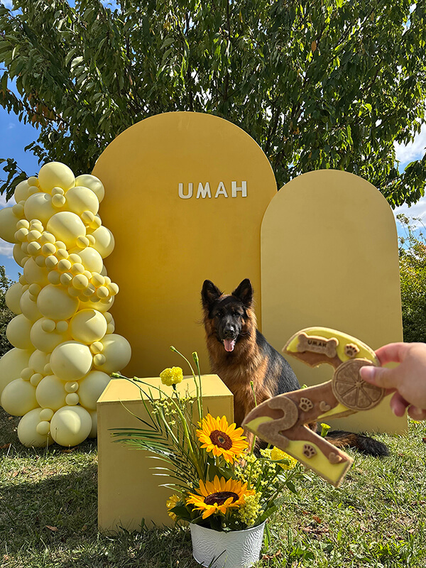 Anniversaire chien